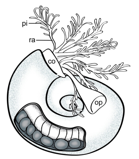figure image